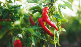 Chili im Topf oder Garten anpflanzen und richtig pflegen