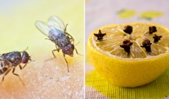 Fruchtfliegen bekämpfen: So wirst du die lästigen Besucher wieder los