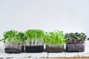 Microgreens: Wie du gesunde Keimlinge selbst anbaust