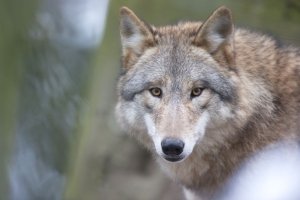 Bundesrat erleichtert den Abschuss von Wölfen