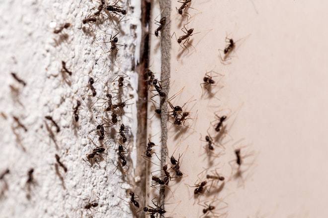 Ameisen an einer Hauswand
