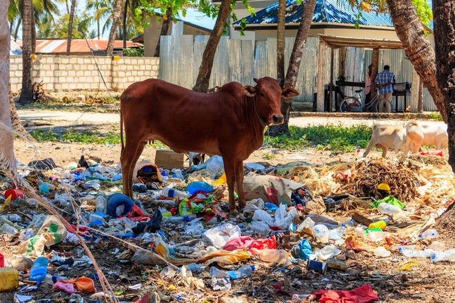 Eine Kuh steht auf Plastikabfall