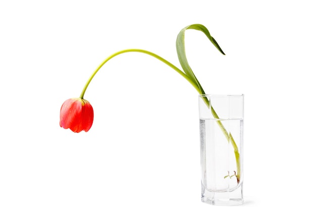 Tulpe mit hängendem Kopf in einem vollem Wasserglas