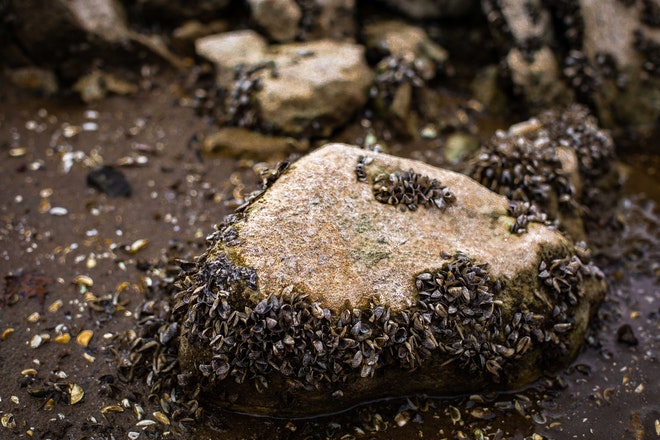 Zebramuscheln an einem Stein am Gewässer