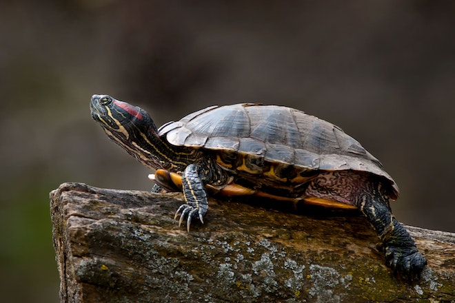 Eine Rotwangenschildkröte sitzt auf einem Stamm