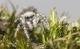 Spinnen in der Schweiz: Zebraspringspinne