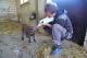 Gnadenhof Vaikuntha: Ziegen bekommen viel frische Milch