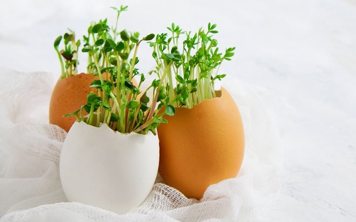 Bild: 13 - Osterbasteln: Ostereier kann man mit Kresse bepflanzen