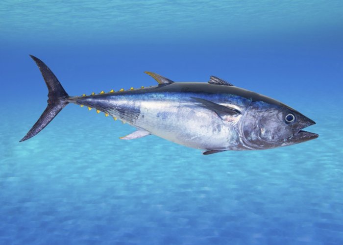 Bild: 8 - Bedrohte Fischarten: Der Rote Thunfisch