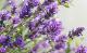 Lavendel duftet fein und lässt deinen Balkon zum Bienen-Paradies werden