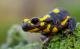 Amphibien in der Schweiz: Der Feuersalamander