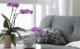 Luftreinigende Zimmerpflanzen: Orchideen