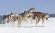 Ausflugstipps für kalte Tage: Husky-Abenteuer in der Schweiz