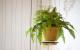 13 luftreinigende Zimmerpflanzen, die deinen Raum erfrischen