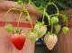 Erdbeer-Pflanzen erst pflücken, wenn Sie ganz reif sind