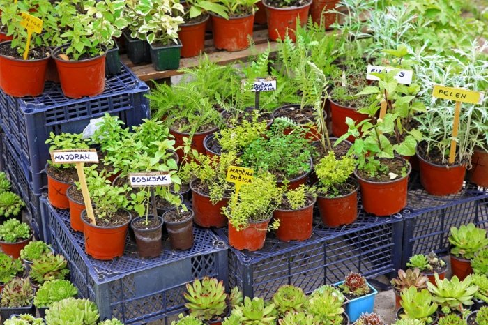 Kräuter im Topf: Tipps für das Pflanzen und Pflegen