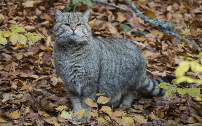 Der Bestand an Wildkatzen in der Schweiz ist gering