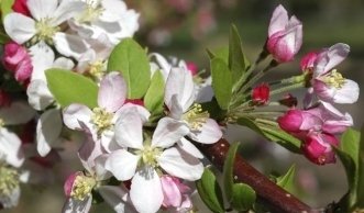 Natürliche Heilmittel: Bachblüten sollen die Psyche ins Gleichgewicht bringen