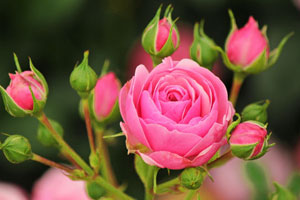 Das sind die besten Rosen für Ihren Garten