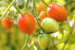 Grüne Tomaten nachreifen: So einfach werden sie doch noch rot