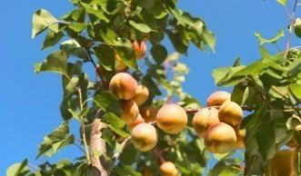 Aprikosenbaum: Fachgerechtes Schneiden erhöht die Fruchterträge