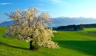 Schweizer Bäume: Diese Arten finden Sie in unseren Wäldern