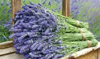Lavendel richtig schneiden für sommerlichen Duft- und Farbenrausch