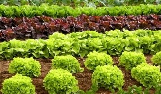 Tipps für einen nachhaltigen Garten