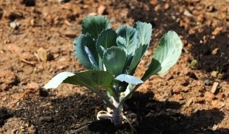 Rosenkohl pflanzen: Wie am besten selbst anbauen