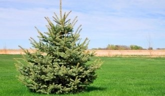 Weihnachtsbäume anpflanzen: Wie geht das im eigenen Garten?