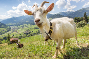 Für Mensch und Tier: So einfach helfen Sie Schweizer Bergregionen