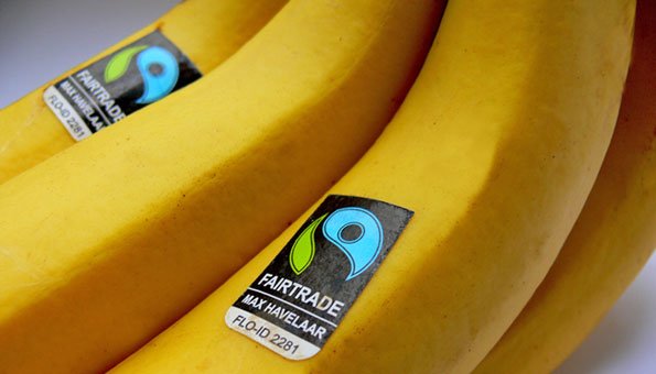 Bananen mit Fair Trade Siegel: garantiert fair gehandelt.