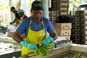 So helfen Fairtrade-Bananen Produzentinnen und Produzenten