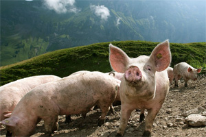 Wie 3 Schweizer Pionierprojekte das Tierwohl verbessern