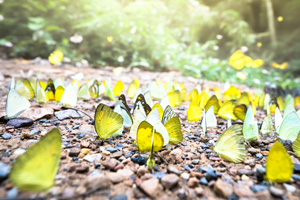 Wie uns der Schmetterlingseffekt nachhaltiger macht