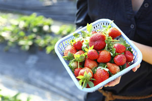 Frischer geht es nicht: Hier können Sie Erdbeeren selber pflücken