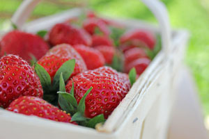 Auf diesen Feldern in der Schweiz pflücken Sie Erdbeeren selber