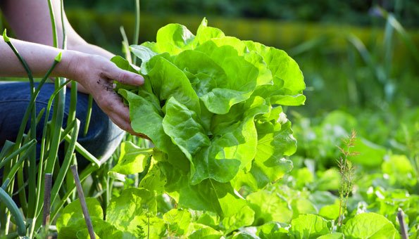 Gift im Garten: Eigenes Gemüse manchmal alles andere als gesund