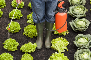 Dieses Gemüse und Obst ist am stärksten mit Pestiziden belastet