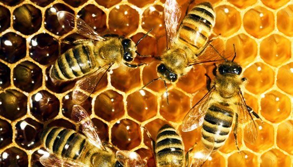 Fleissige Bienchen produzieren Bio-Honig
