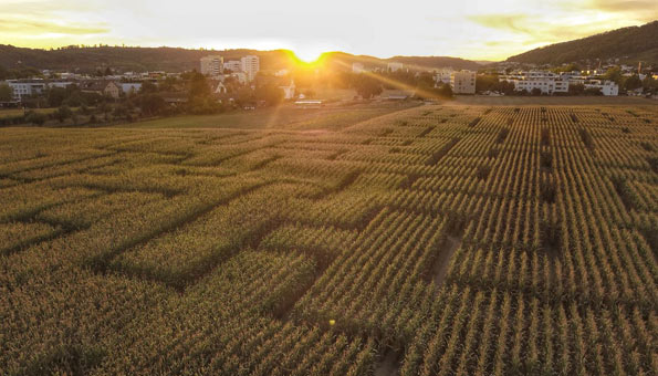 Die 5 irrsten Maislabyrinthe der Schweiz