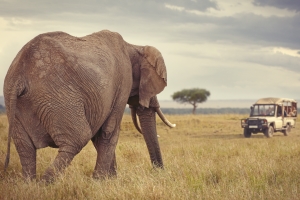 Mit der Live-Safari vom Sofa aus die Wildnis Afrikas schützen