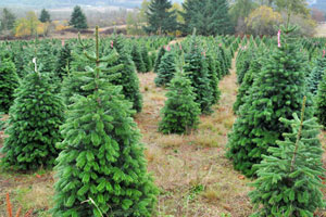 So finden Sie einen nachhaltigen Weihnachtsbaum in der Schweiz