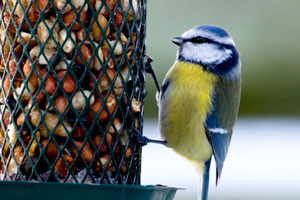 Tiere füttern im Winter: Ganz einfach Vogelfutter selber machen