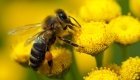 Bienensterben: Wild- und Honigbiene weiter bedroht