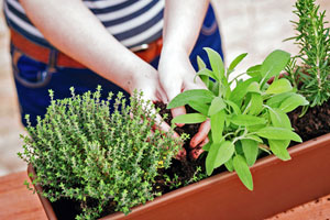 Mit wenig Platz viel ernten: So bringt Ihr Garten mehr Ertrag