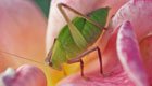 Hausmittel gegen Blattläuse: Natürliche Hilfe bei Schädlingsbefall