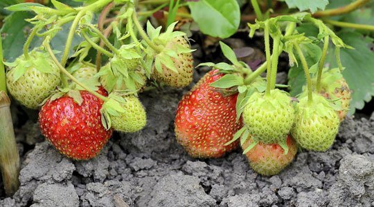 Erdbeeren düngen: Wann und mit welchem Dünger?