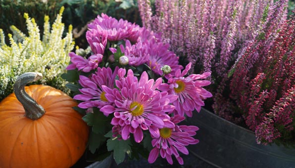 Ob Aster oder Heidekraut: Diese Blumen lieben den Herbst!