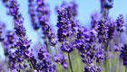 Lavendel verfeinert Speisen und hilft als natürliches Heilmittel
